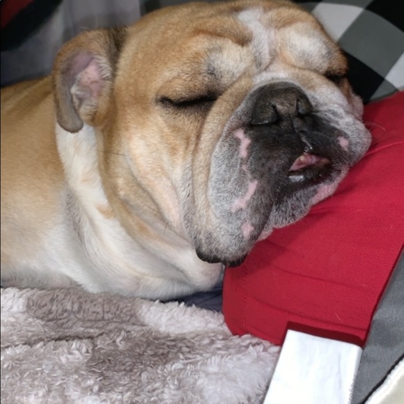 Meet your Posher, Maddie - Picture 1 of 1